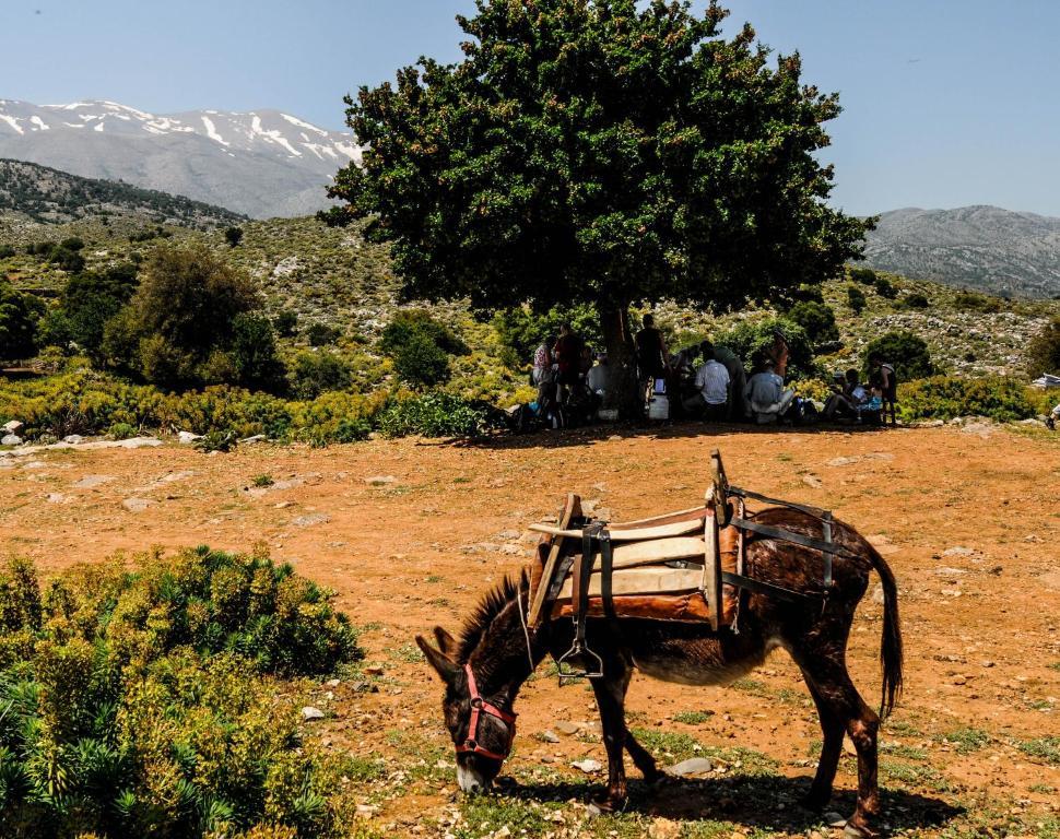 Enagron Ecotourism Village 3*